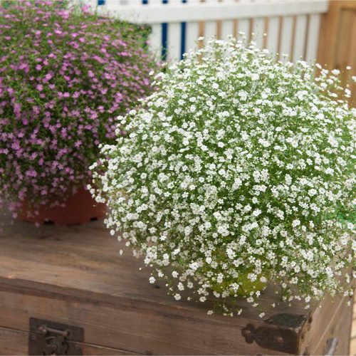 Mūra ģipsene, Gypsophila muralis ‘Gypsy White’