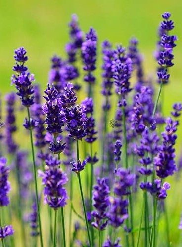 Šaurlapu lavanda, Lavandula angustifolia ‘Munstead’