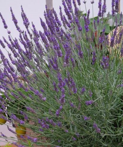 Šaurlapu lavanda, Lavandula angustifolia ‘Platinum Nico’