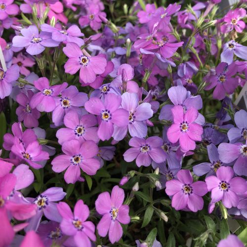 Floksis aslapu,  Phlox subulata ‘Purple Sprite’