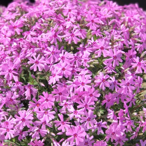 Floksis aslapu, Phlox subulata ‘Fort Hill’