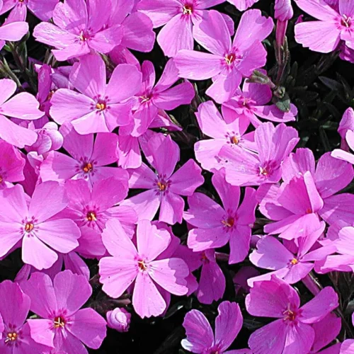 Floksis aslapu, Phlox subulata ‘Emerald Pink’