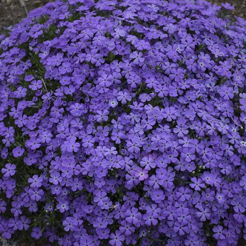 Floksis aslapu, Phlox subulata ‘Crater Lake’