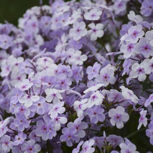 Floksis, Phlox hybrid ‘Opening Act Pink-A-Dot’