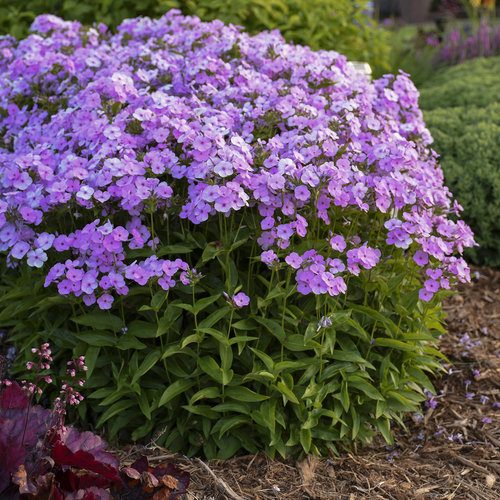 Floksis, Phlox hybrid ‘Opening Act Blush’