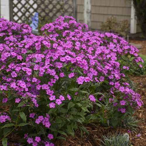 Floksis, Phlox hybrid ‘Couldburst’