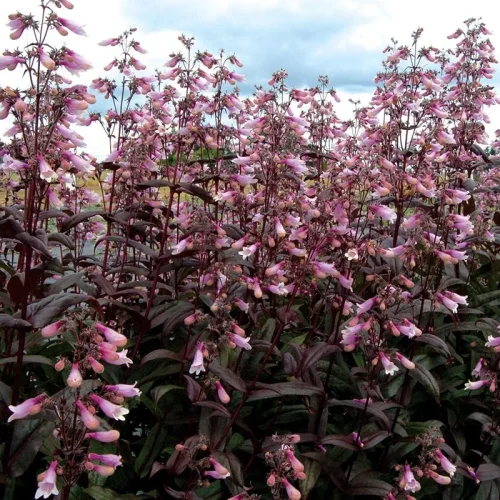 Penstemone hibrīdā, Penstemon hybrid ‘Dark Tower’