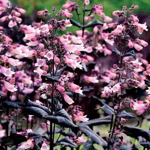 Penstemone hibrīdā, Penstemon hybrid ‘Dakota Burgundy’