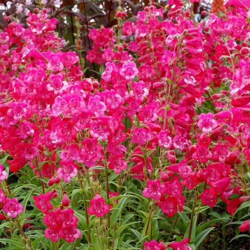 Penstemone hibrīdā, Penstemon hybrid ‘Cha Cha Hot Pink’