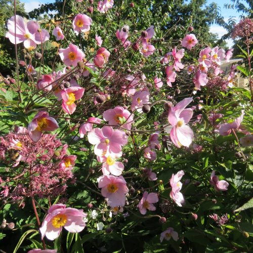 Anemone tūbainā, Anemone tomentosa ‘Robustissima’