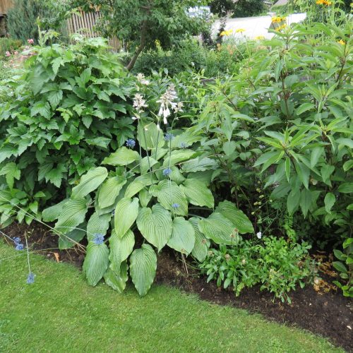 Hosta ‘Niagara Falls’