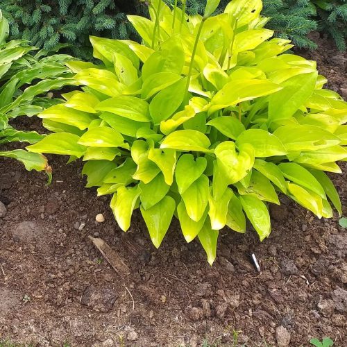 Hosta ‘Feather Boa’