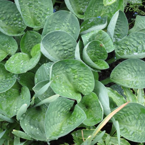 Hosta ‘Little Hobber’