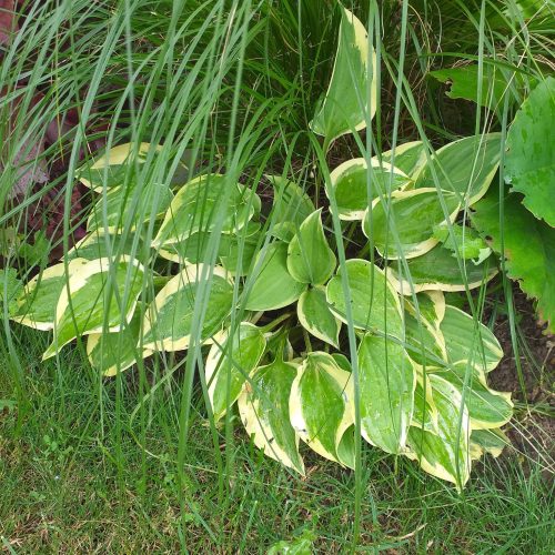 Hosta ‘Pilgrim’