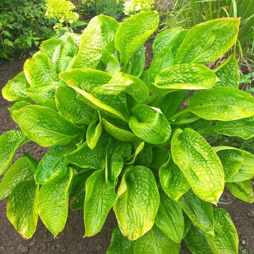 Hosta ‘Deep Pockets’