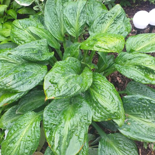 Hosta ‘Potomac Pride’