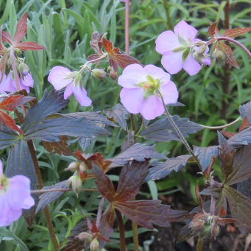 Gandrene plankumainā, Geranium maculatum ‘Elizabeth Ann’