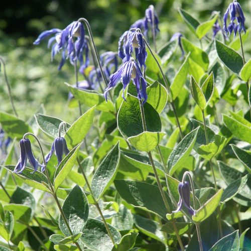 Vesellapu mežvītenis (zvanveida integrifolija), Clematis integrifolia