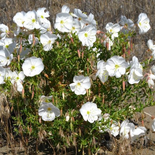 Naktssvece bālā, Oenothera pallida