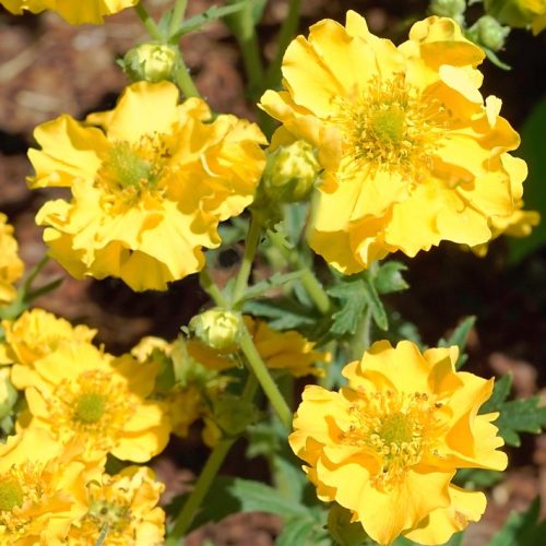 Bitene Čīles, Geum chiloense ‘Goldball’ (Lady Stratheden)