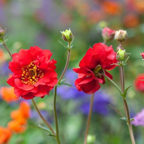 Bitene Čīles, Geum chiloense ‘Feuerball’ (Mrs. Bradshaw)