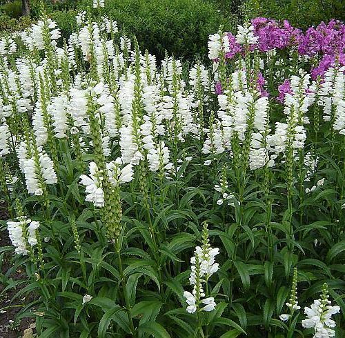 Virdžīnijas fizostēgija, Physostegia virginiana