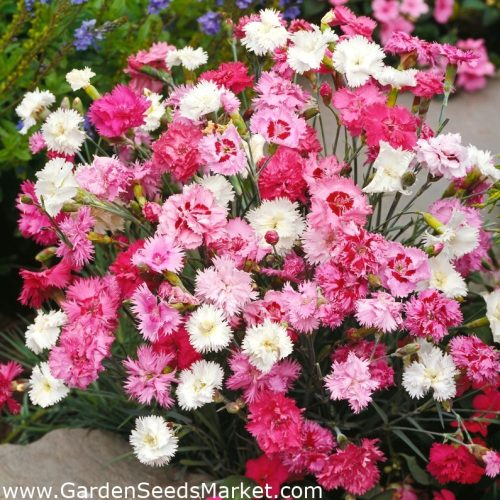 Spalvu neļķes, Dianthus plumarius ‘Spring beauty’