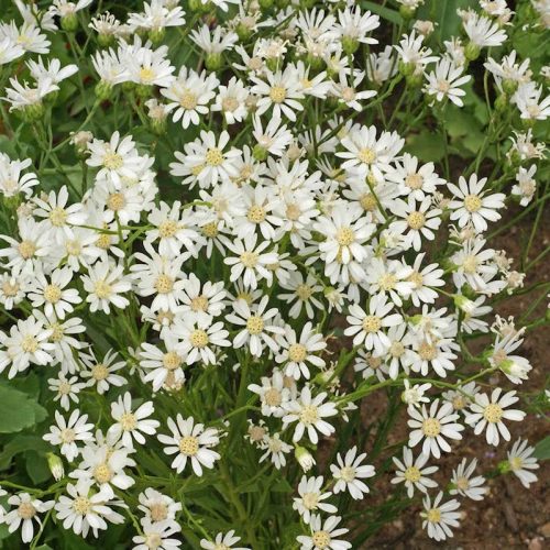 Šķavveida ziemastere, Aster ptarmicoides ‘Mago’