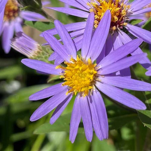 Liellapu ziemastere, Aster macrophyllus ‘Twilight’