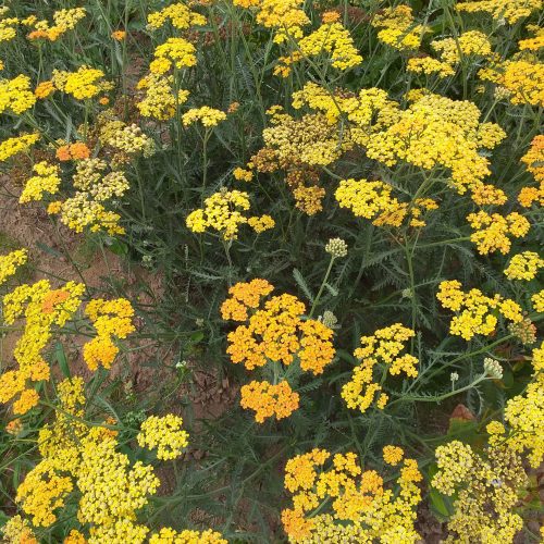 Pelašķis parastais, Achillea millefolium ‘Terracotta’