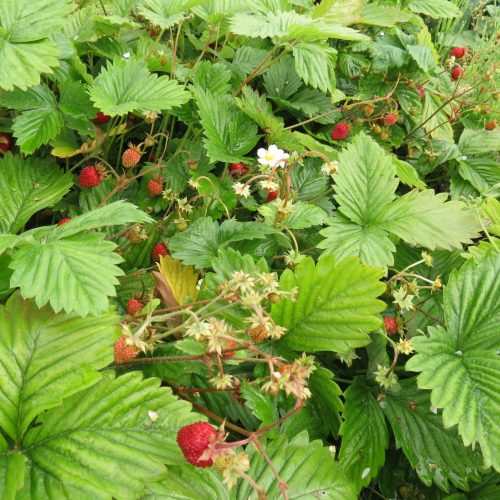 Mēnešzemenes, Fragaria vesca ‘Tubby Red’