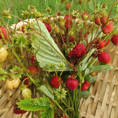 Mēnešzemenes, Fragaria vesca ‘Tubby White’