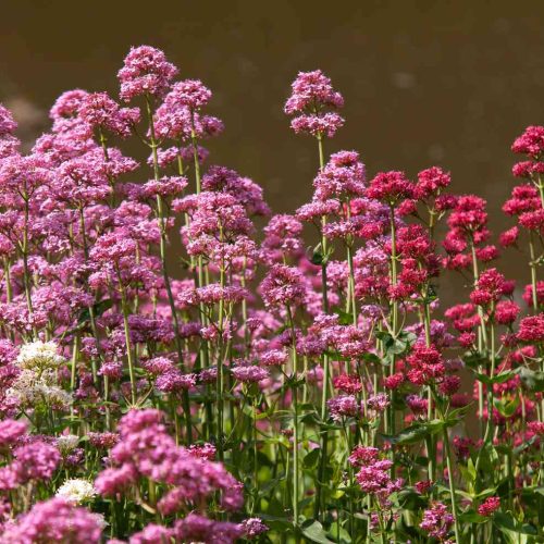 Centrante sarkanā (sarkanais baldriāns), Centranthus ruber Mix (baltas, sarkanas)