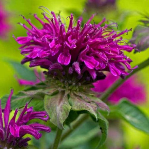 Monarda, Monarda fistulosa L. Purple