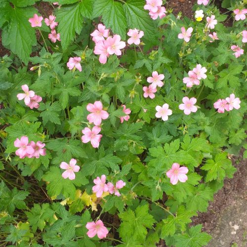 Oksfordas gandrene, Gandrene geranium x oxonianum ‘Wageningen’