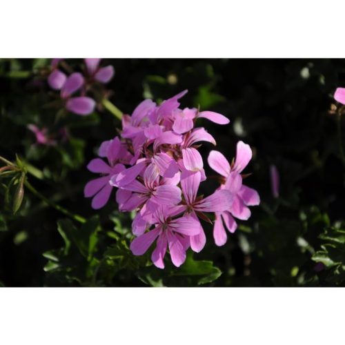 Pelargonija vairogveida, Pelargonium peltatum ‘VDP Lila’