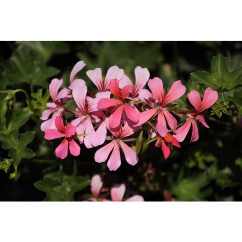 Pelargonija vairogveida, Pelargonium peltatum ‘VDP Rose’