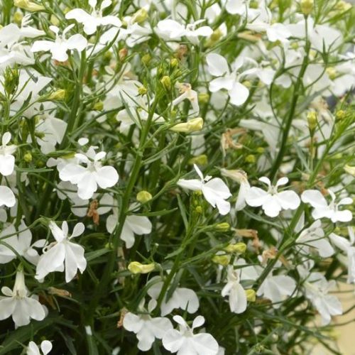 Lobēlija zemā,  Lobelia erinus ‘Lobelix White’