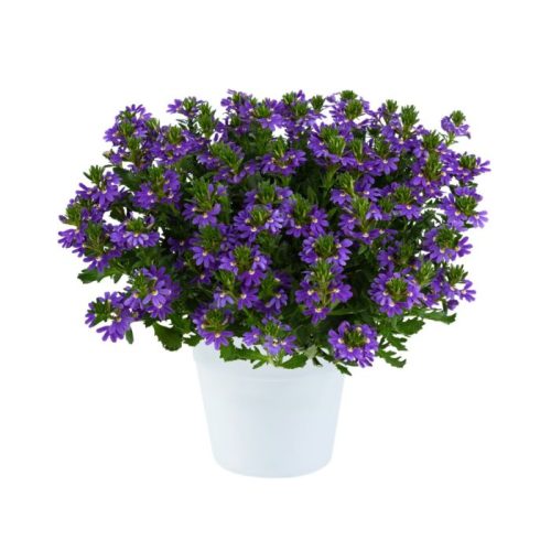 Skēvola vītolu, Scaevola aemula ‘Indigo Touch’