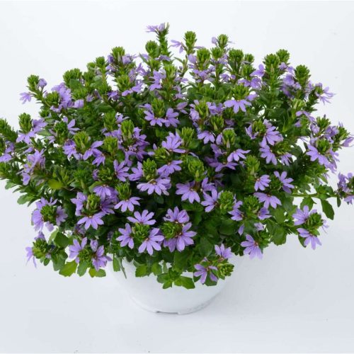 Skēvola vītolu, Scaevola aemula ‘Lilac’