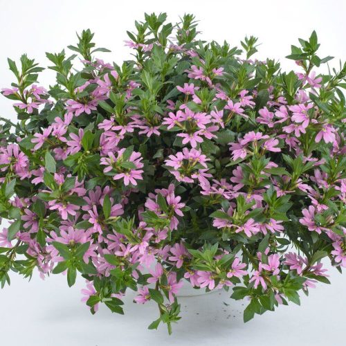 Skēvola vītolu, Scaevola aemula ‘Pink Blessing’