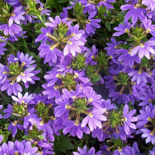 Skēvola vītolu, Scaevola aemula ‘Purple Haze’