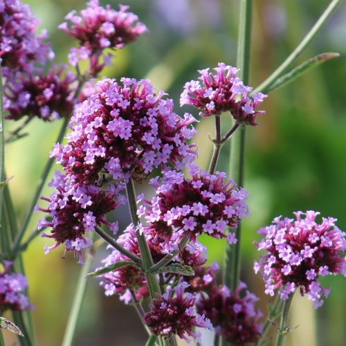 Verbēna Dienvidamerikas, Verbena bonariensis ‘Purple Tower’