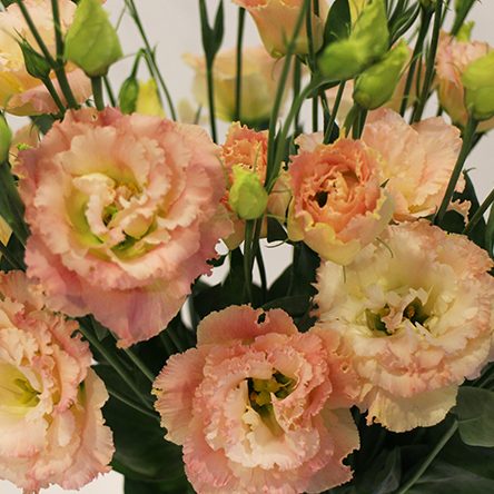 Lizantes, Lisianthus russelianum Alissa 2 Champagne