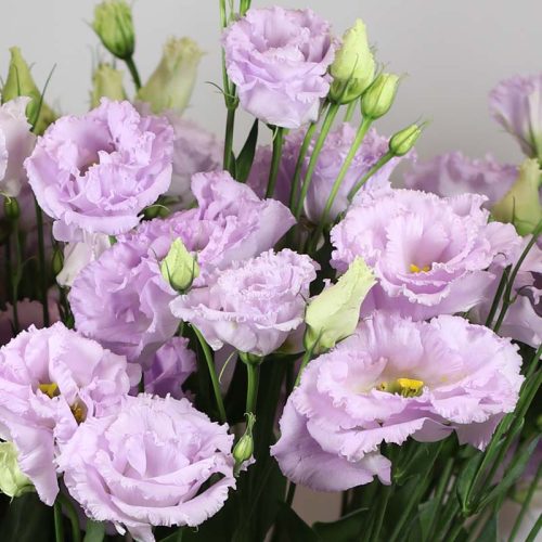 Lizantes, Lisianthus russelianum Alissa 2 Lavender