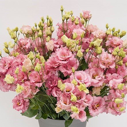 Lizantes, Lisianthus russelianum Alissa 2 Pink III