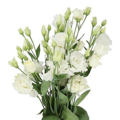 Lizantes, Lisianthus russelianum Alissa 2 White