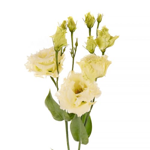 Lizantes, Lisianthus russelianum Alissa 2 Yellow III