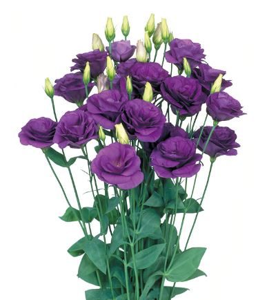 Lizantes, Lisianthus russelianum Mariachi 2 Blue