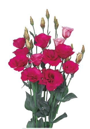 Lizantes, Lisianthus russelianum Mariachi 2 Carmine